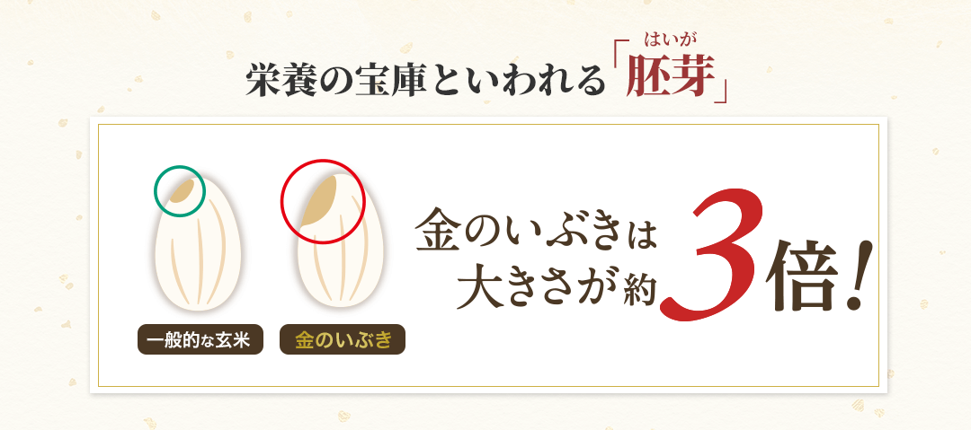 金のいぶきは胚芽の大きさが3倍