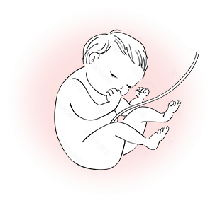 さい帯血イメージ