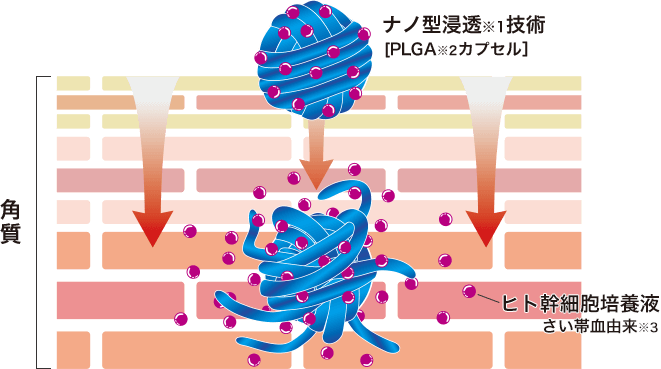 美容成分が肌の中で広がっていくイメージ